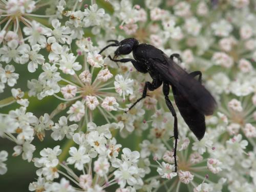 Réf. 294 492 : Aporus unicolor